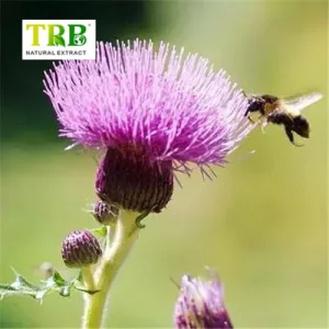 China Soluble Milk Thistle Extract Manufacturers