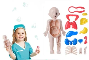 Human Organ Structure Model Educational Toys