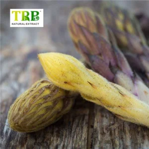 Cistanche Extract