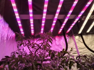 Luz de Cultivo LED para Plantas Medicinais