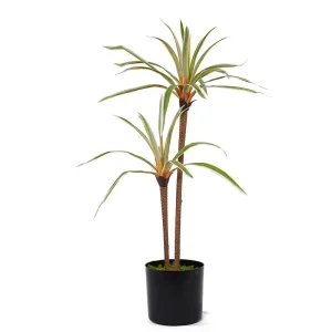 Dracaena marginata H60cm