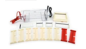 Horizontal Gel Electrophoresis