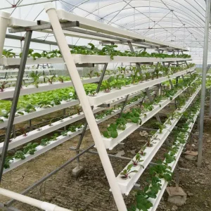 Greenhouse NFT System