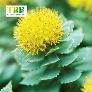 China Rhodiola Rosea Extract