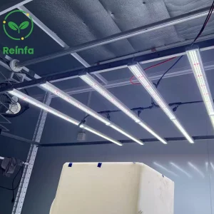 Medicinal Plants Light