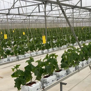 PVC Substrate Growing Gutter Nft Hydroponic Growing Systems for Strawberry in Greenhouse