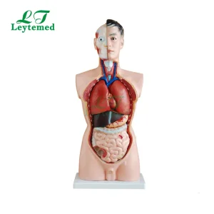 Ltm201 Anatomical Model 85cm Male Torso 19 Parts for Tranning
