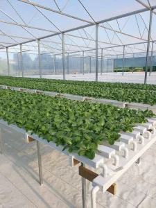 PVC Channel Greenhouse Hydroponic Nft Hydroponic Supplies Vertical Nft Hydroponic