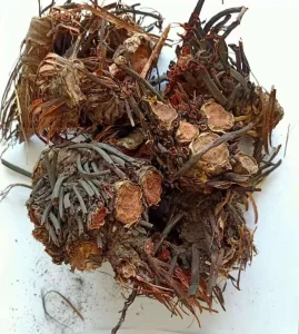 2% Extrato de Rhodiola Rosea HPLC