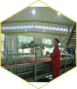 Belt Conveyer/Fruits and Vegetables Conveying System/Chain and Flight Elevator