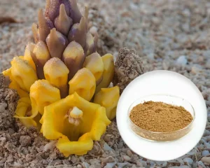 Cistanche Deserticola Extract Powder