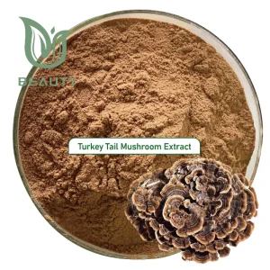 Extrato em Pó de Cogumelo Turkey Tail Orgânico 30% Polissacarídeos - Suporte Imunológico Certificado GMP a Granel