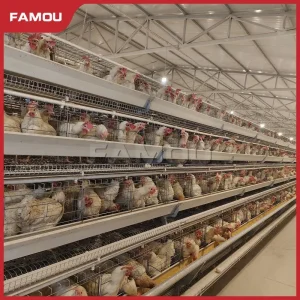 Automatic Poultry Equipment