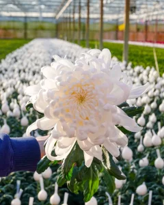 Quick Assembly UV-Resistant Flower House Greenhouse Kit for Home Garden