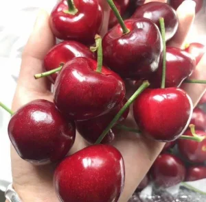 Prunus Pseudocerasus Seedling Cherry Fruit Wholesale Nursery Fruit Seedling