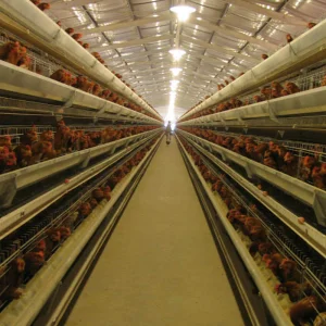 Chicken Cage