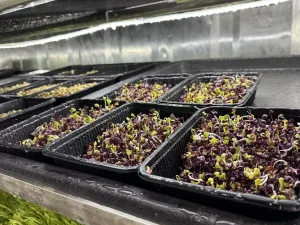 Blackout Container Farm