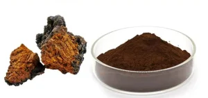 Good Price Quality Herbal Powder Chaga Mushroom Extract Powder with 10% Polysaccharides