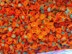 Translation Results: Natural Orange Blossom, Calendula, Dried Flowers, Herbal Bath Cosmetics, Soap, Candles, Tea Ornaments, Health Tea