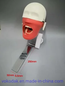 Dental Simulation Practice Phantom Head Torso for Dental School University Clinics Study and Training