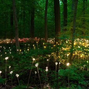 Fiber Optic Garden Light