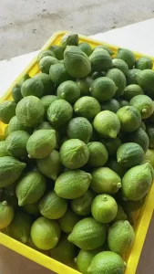 Citrus × Limon 'rosso' Lemon Seedlings