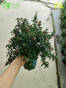 Fresh Tropical Psidium Guajava Live Fruit Trees for Export