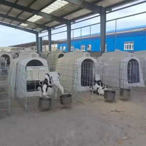 Farm Animal Cattle Calf Hutches