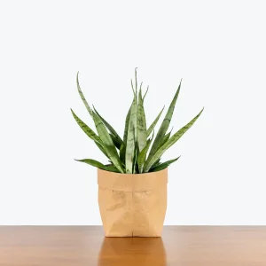 Sansevieria Javanica: Hardy Snake Plant for Air Purification