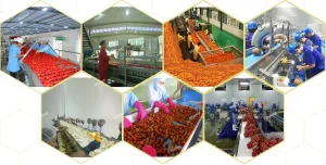 Fruits and Vegetables Conveying System/Chain and Flight Elevator