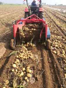 Agricultural Machinery Reliable Potato Harvesting Machinery for Year Round Farm Use Potato Harvesting for Tractor Wholesales Vegetable Digger