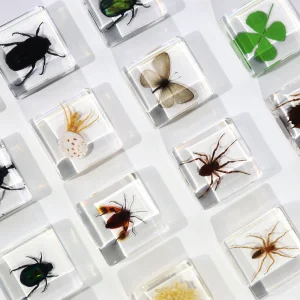 Real Plants Animal Insect Specimen In Resin Crafts