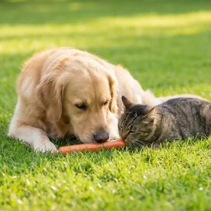 Joint Health Snacks: 15g Sausage Treats for Digestive Support