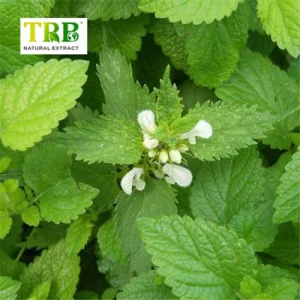 China Lemon Balm Extract Manufacturers, Suppliers