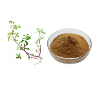 Premium Portulaca Oleracea Extract Powder Dried Herb Plant Purslane Extract