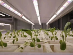 G&N Hydroponic System Growing LED Light Lm301h/301b 600W 800W Spider Bar Full Spectrum 660nm Indoor Plant LED Grow Light