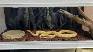 Reptile Enclosure PP Plastic Reptile Feeding Box Pet Cages Houses Snake Tanks Reptile Plastic Box