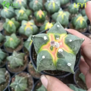 Wholesale Variegated Astrophytum Cactus