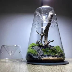 Geometric Terrarium