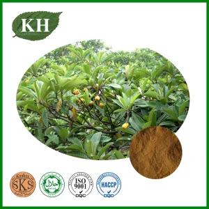 Loquat Leaf Extract Ursolic Acid Plant Extract Herbal Powder Botanical Extract
