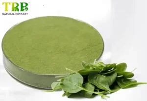 China Spinach Powder Manufacturers, Factory
