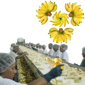 خط إنتاج عصير ومربى الموز
