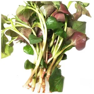 Heartleaf Houttuynia Herb Extract for Curing Hemorrhoids Used in Nutritional Food