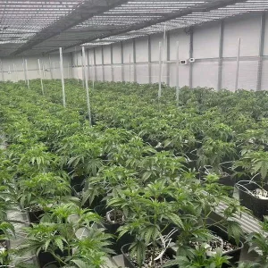 Mmj Full Spectrum LED Grow Light