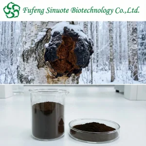 Inonotus Obliquus Extract Powder Wild Harvested Chaga