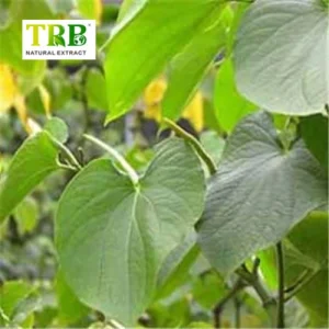 China Kava Kava Extract  Manufacturer, Factory