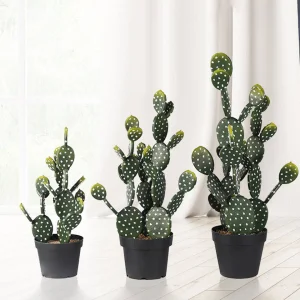 Succulent Cactus