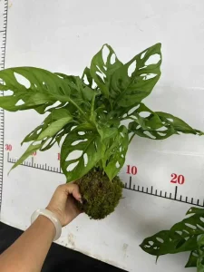 Wholesale Monstera Adansonni Indoor and Outdoor Green Plants