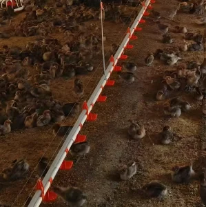 Feeding System