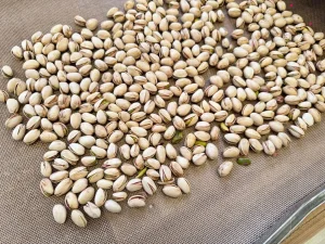 High Quality Grade Pistachios in Shell From China